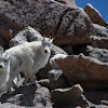 Mountain Goat, young