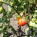 Tomato Manitoba