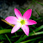 Pink Rain lily
