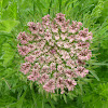 Wild Carrot, Bishop's Lace