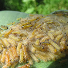 Milkweed Tussock Moth Caterpillars