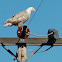 Leucistic Bald Eagle