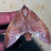 Lasiocampid Moth