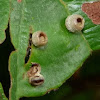 Insect Eggs