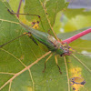 Tree cricket