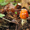 Fly Agaric?