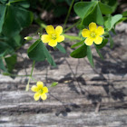 Yellow woodsorrel