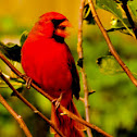 Northern Cardinal, Male