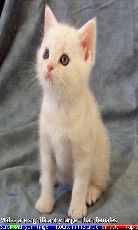 Android application Top 20 Cats and Kittens FREE screenshort