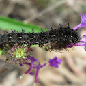 Meadow Argus Caterpillar