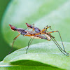 Neriid flies mating