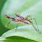 Neriid flies mating