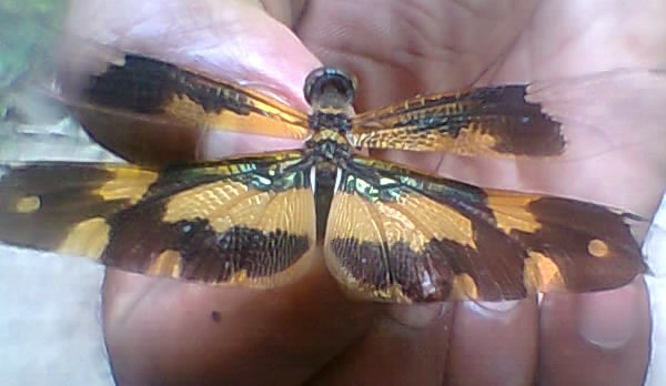 Common Picture Wing
