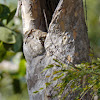 Indian Scops owl