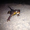 Rough skinned newt