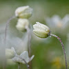 Snowdrop Windflower