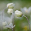 Snowdrop Windflower