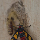Painted Handmaiden Wasp Moth