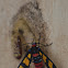 Painted Handmaiden Wasp Moth