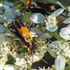 Goldenrod soldier beetles (mating)
