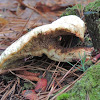 Hedgehog fungi