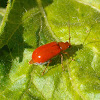 Red pumpkin beetle