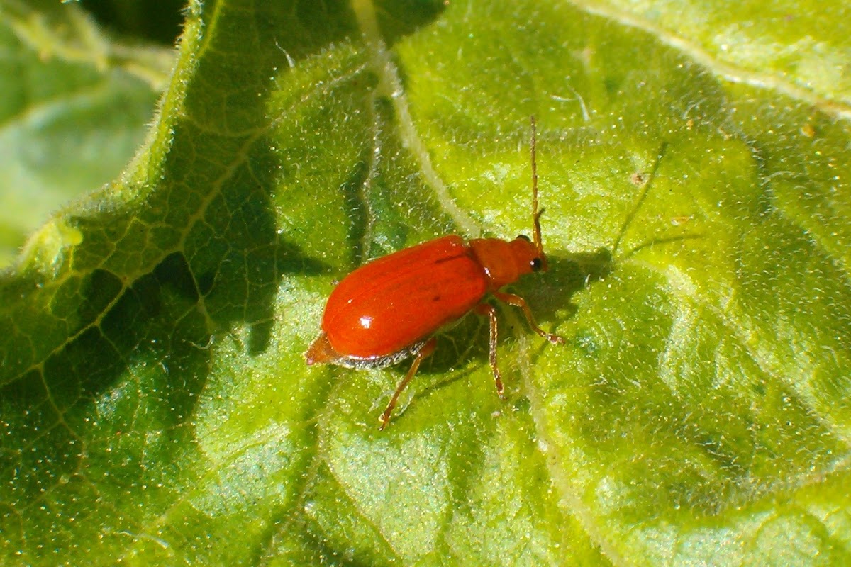 Red pumpkin beetle