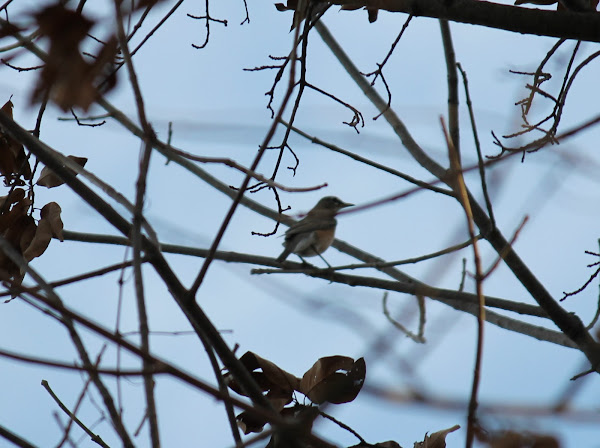 American robin | Project Noah