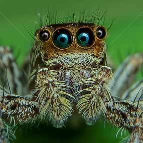 Deep Look II by Muhd Shahjeehan - Animals Insects & Spiders