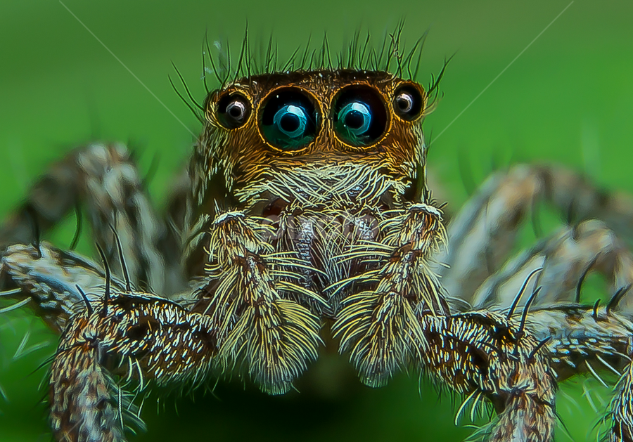 Deep Look II by Muhd Shahjeehan - Animals Insects & Spiders