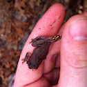 Pinewoods Treefrog