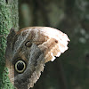 LLIONEUS GIANT OWL BUTTERFLY