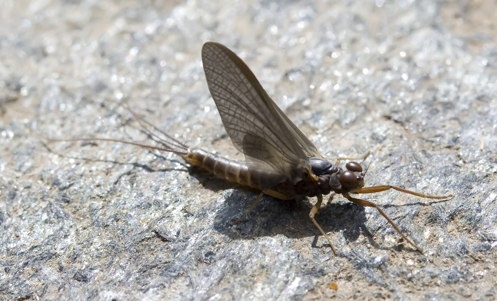 Pronggilled Mayfly