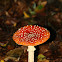 Fly Agaric