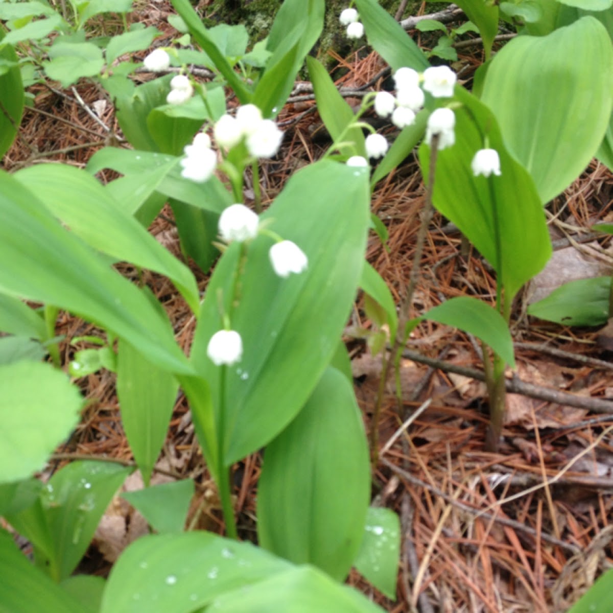 Lily of the Valley