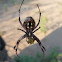 Western Spotted Orbweaver