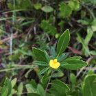 Pencil Flower