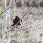 Red-winged Blackbird (male)