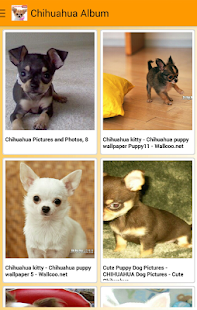 I-Love-Chihuahua 4