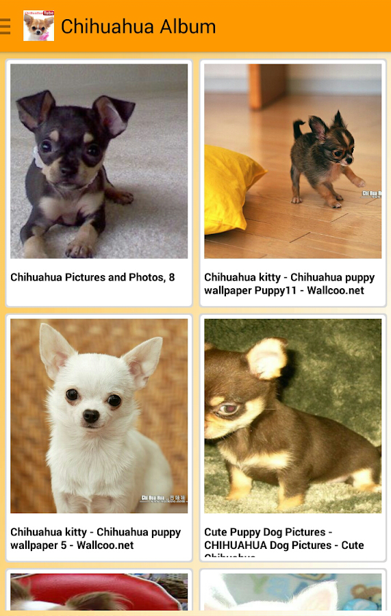 I-Love-Chihuahua 10