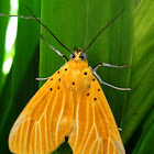 Asota egens Moth
