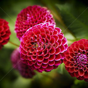 by Zdenka Rosecka - Flowers Flower Gardens