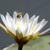 bee on water lily