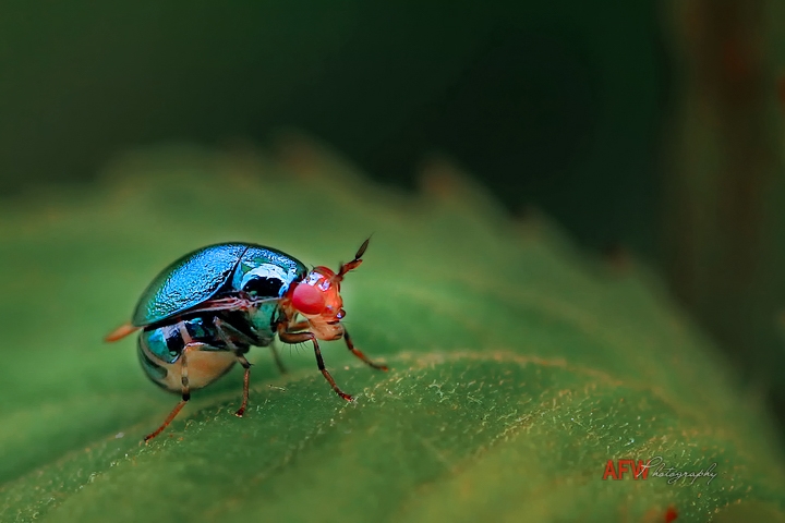 Metallic blue Beetle Fly