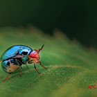 Metallic blue Beetle Fly