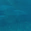 Common Bottlenose Dolphins