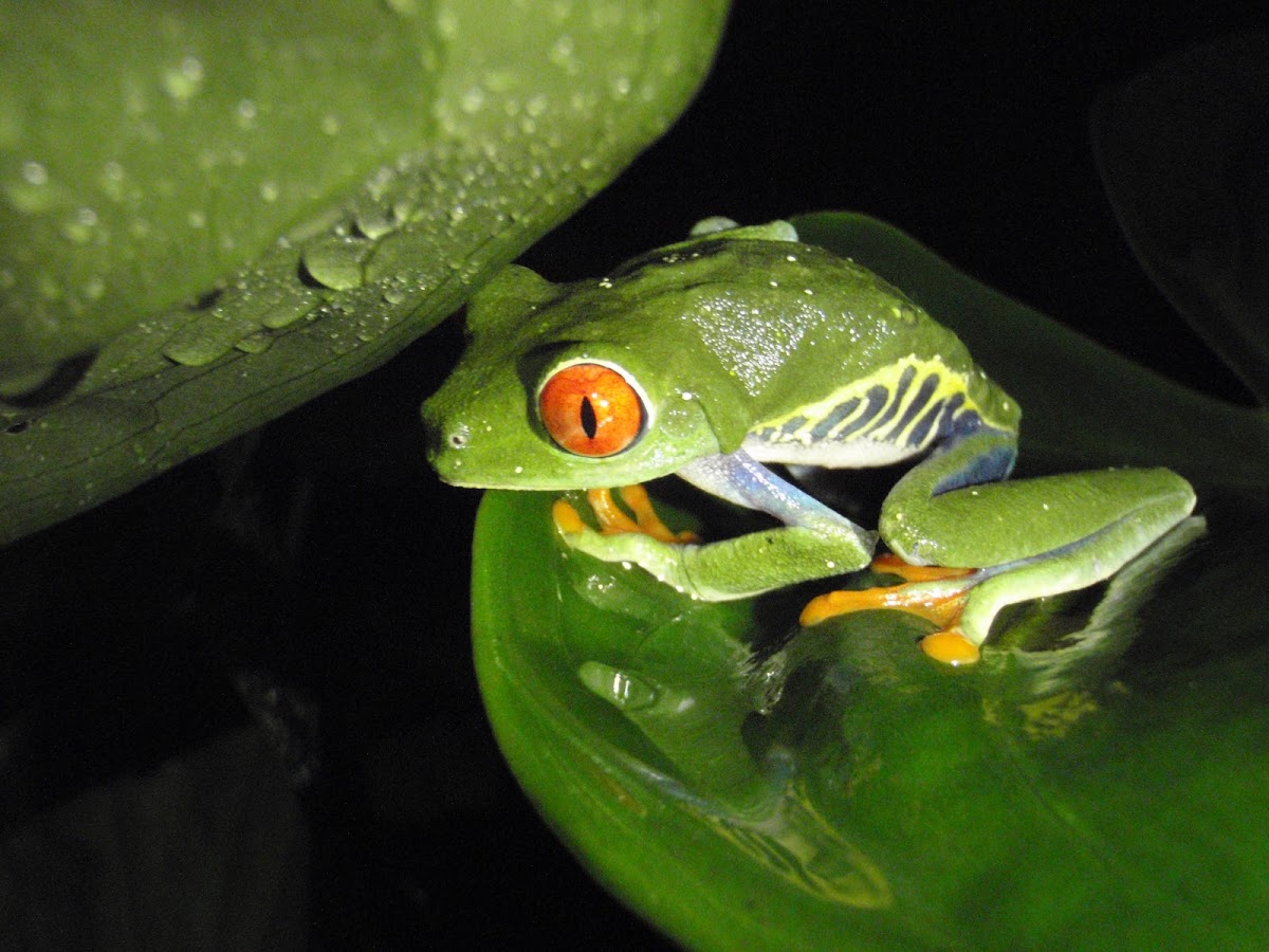 Red-eyed Treefrog