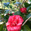 Camellia 'April Tryst'