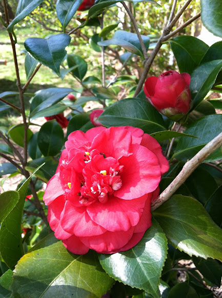 Camellia 'April Tryst' | Project Noah