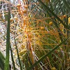 Canary Island date palm